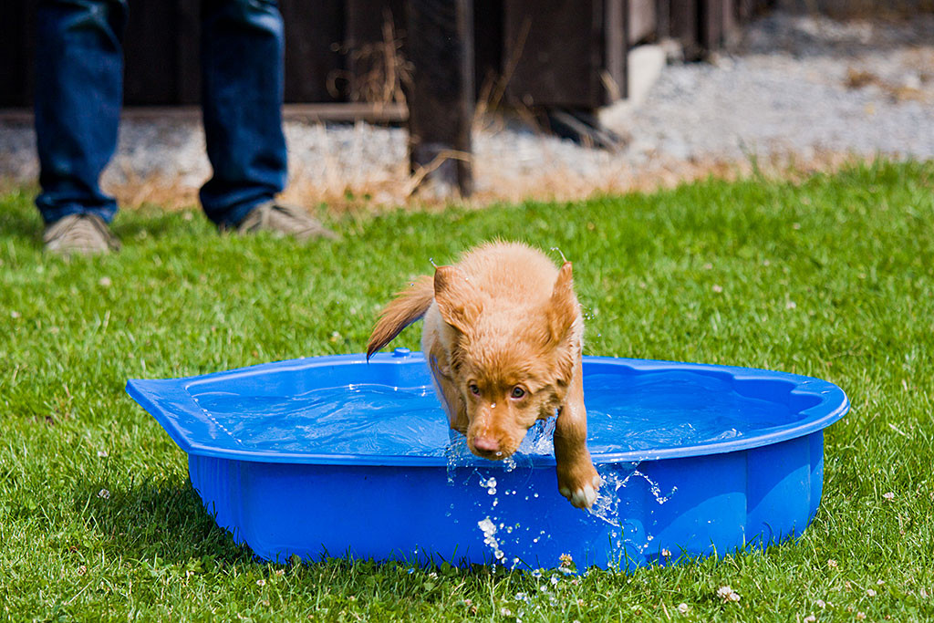 Edison springt aus dem Wasserbassin