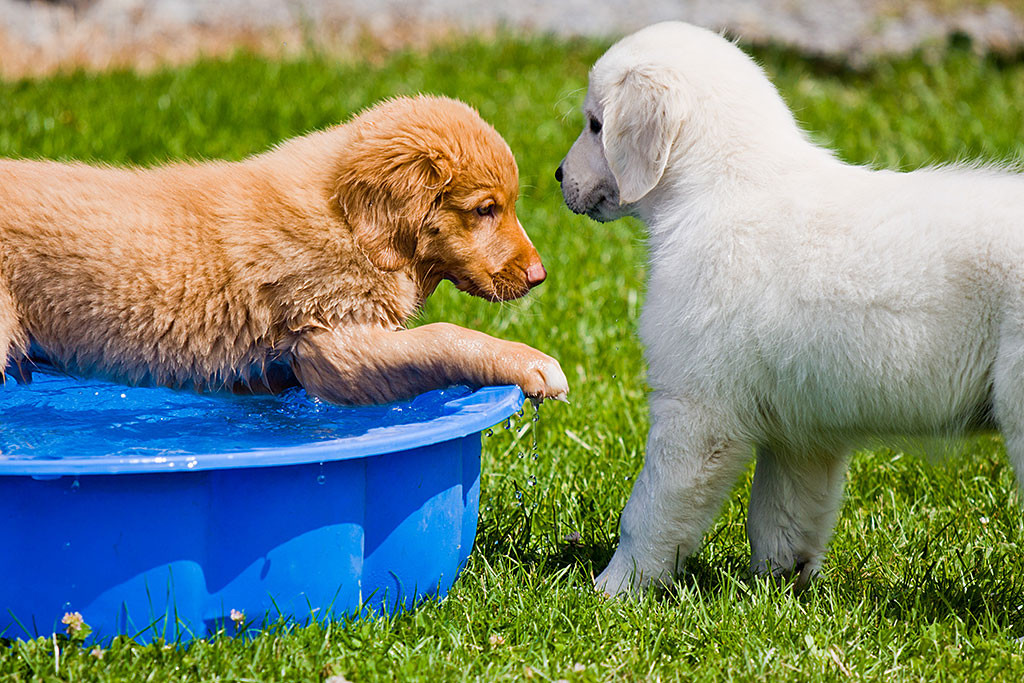 Edison bittet einen Golden mit ins Wasserbassin zu kommen