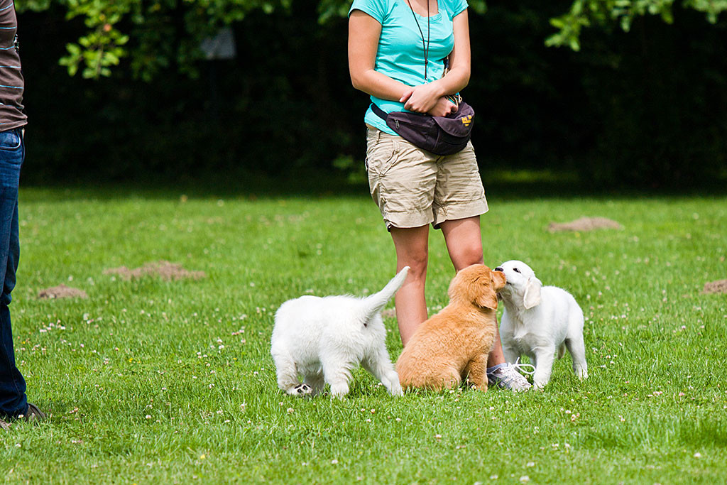 Edison begrüßt zwei weiße Golden Retriever