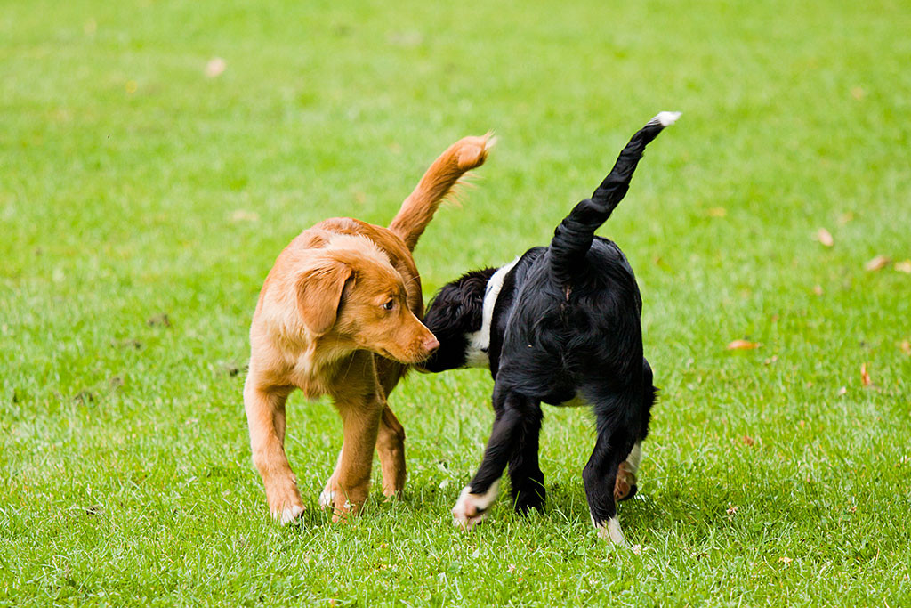 Edison beschnuppert sich mit dem Münsterländer-Labrador-Mix
