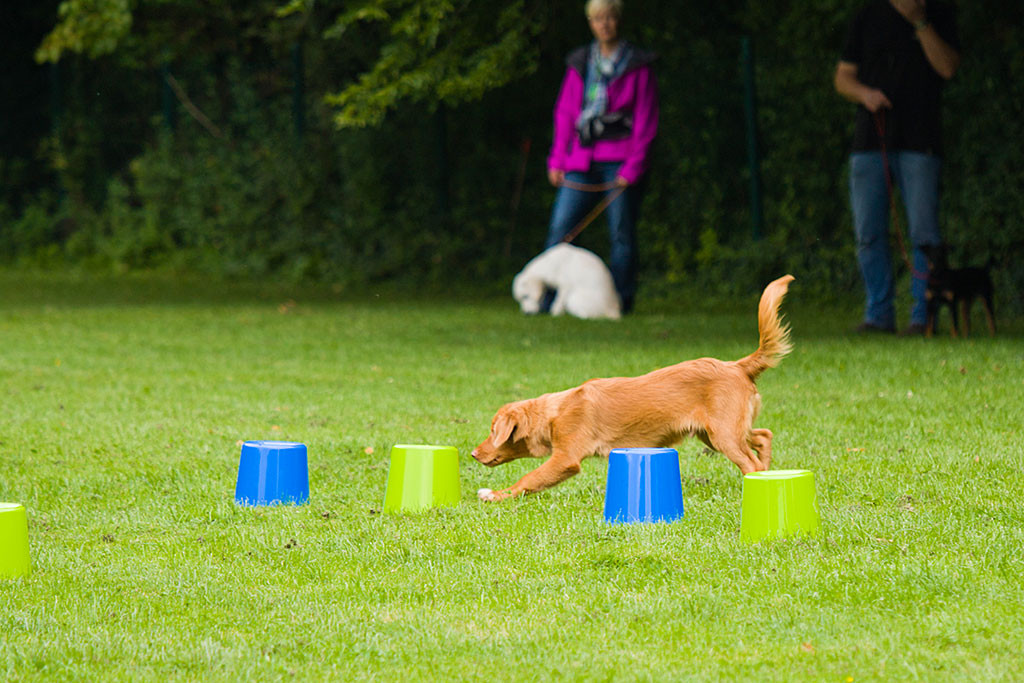 Edison sucht nach einem Fisch, der auf einem Eimer liegt