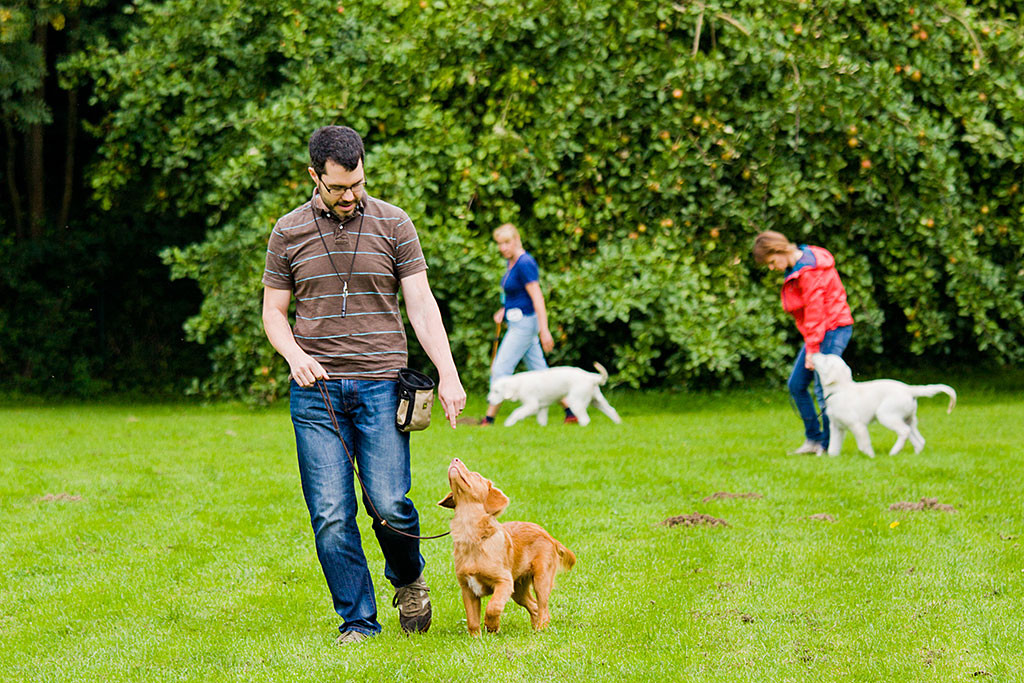 Edison geht an lockerer Leine an Stephans Seite bei Fuß