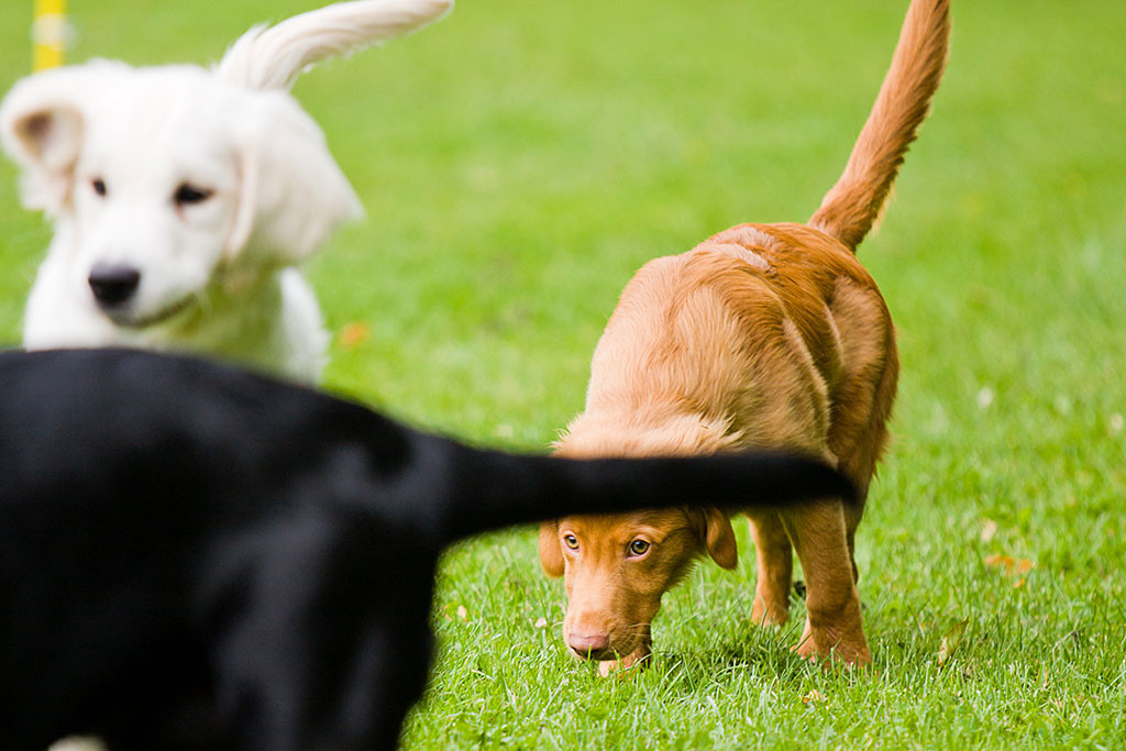 Edison beobachtet die anderen mit Argusaugen
