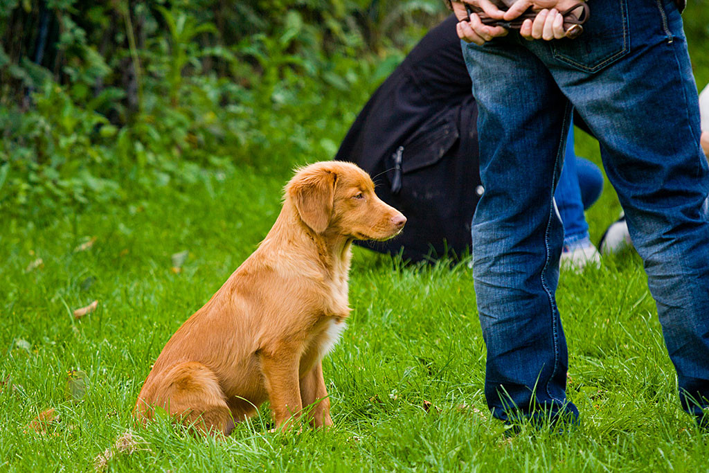 Edison sitzt ohne Leine entspannt auf der Wiese neben Stephan