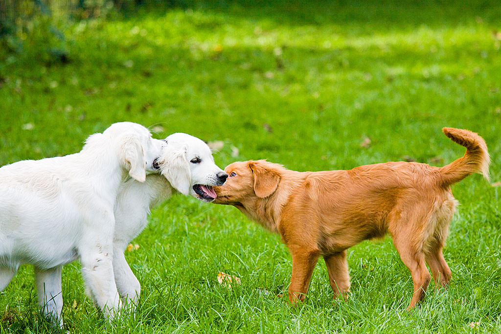 Edison spielt zusammen mit zwei Golden Retrievern