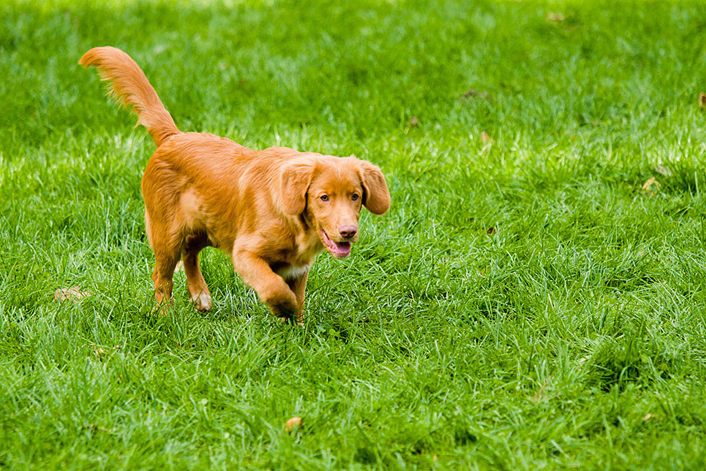 Edison läuft entspannt über die Wiese