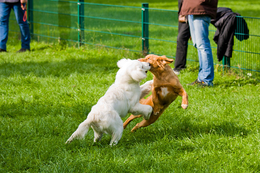 Edison tobt mit einem Golden Retriever über die Wiese