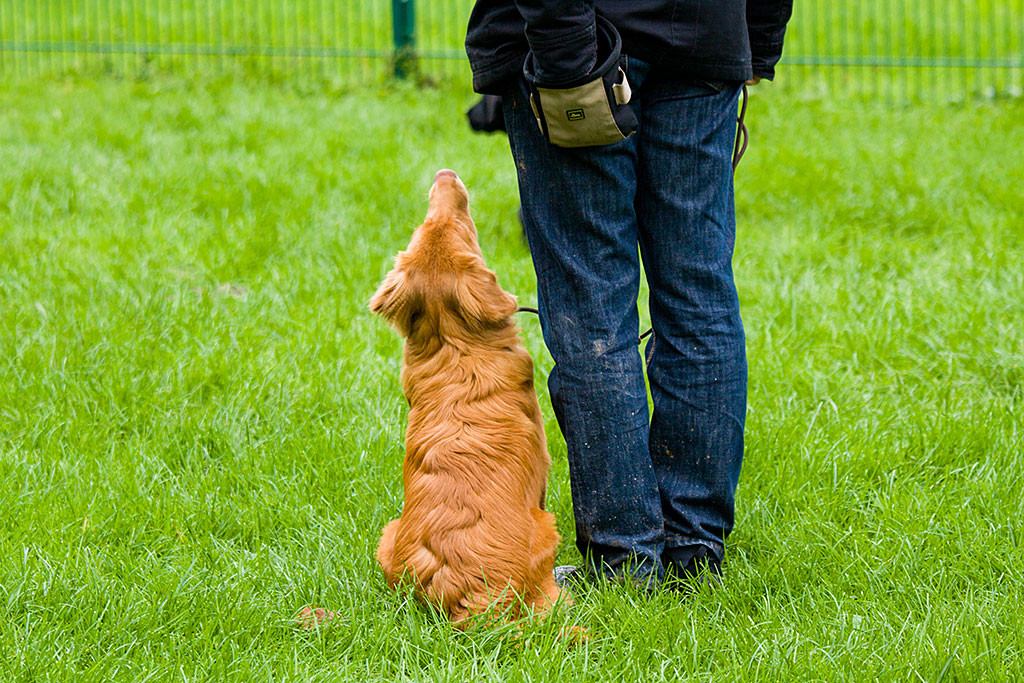 Edison sitzt neben Stephan, der ihn gerade belohnen will