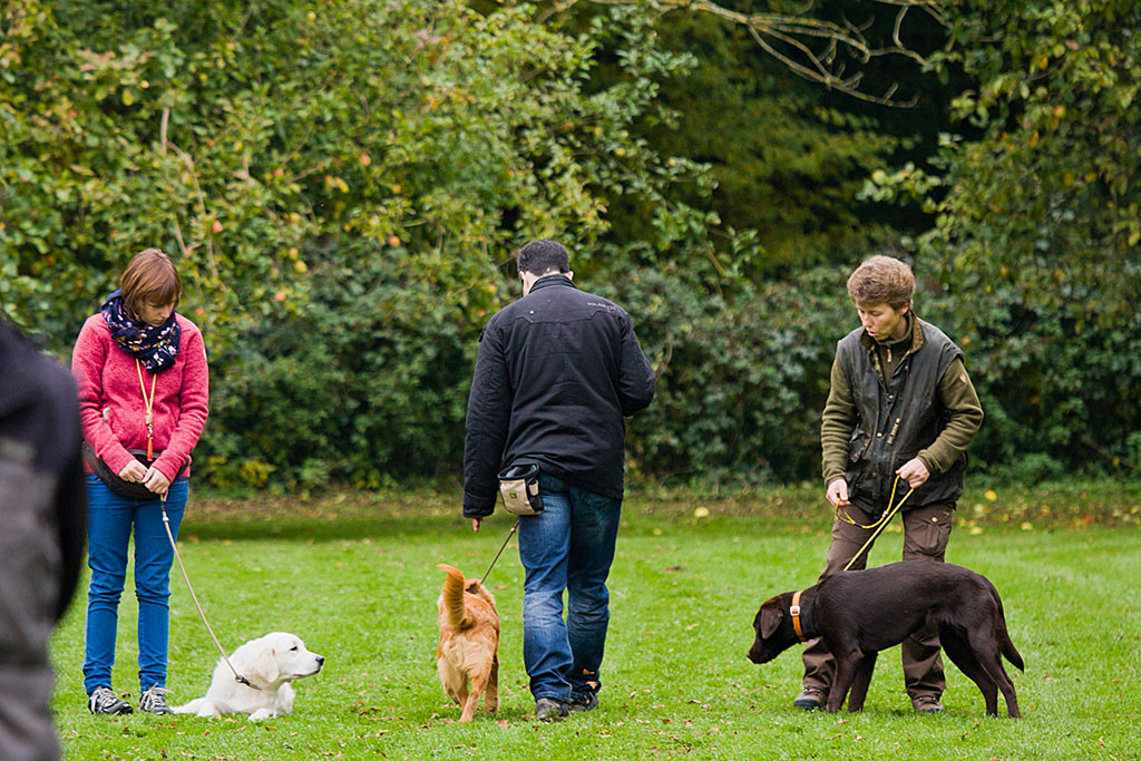 Edison läuft Slalom um die anderen Mensch-Hund-Teams