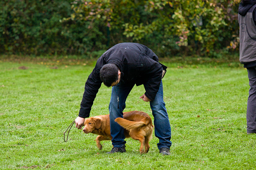 Edison läuft Achten durch Stephans Beine