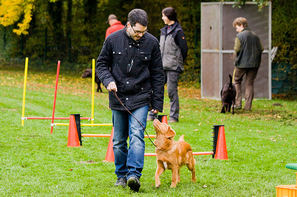Edison läuft leinenführig Slalom