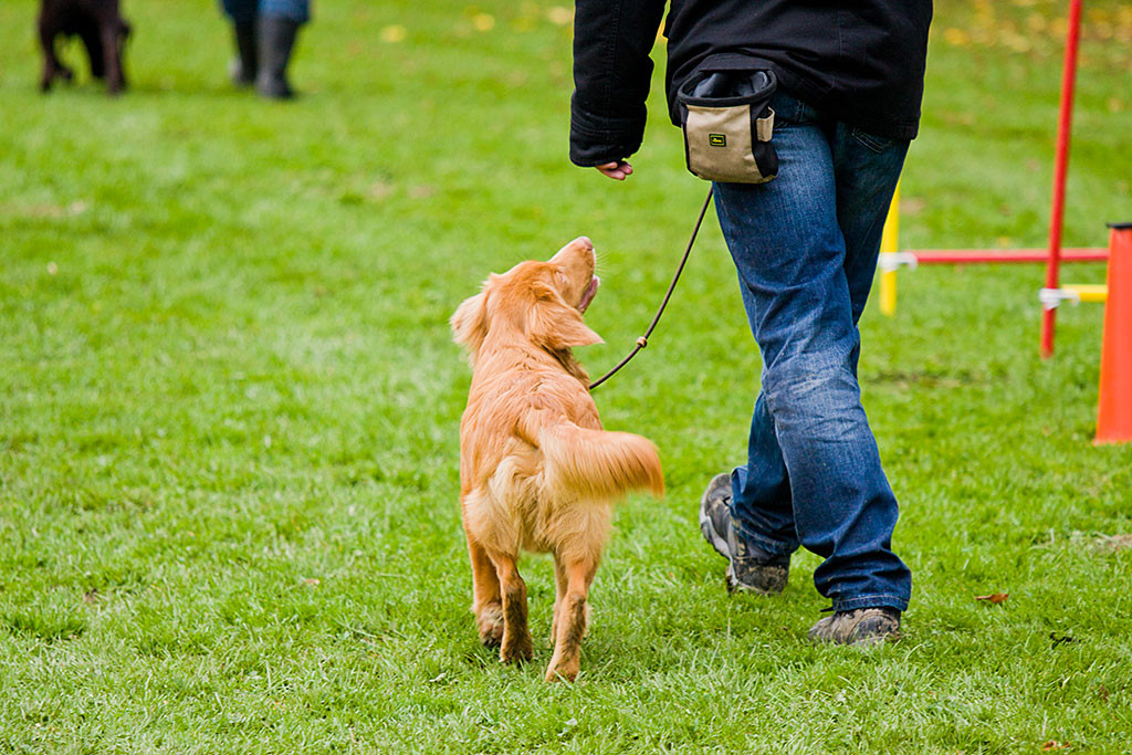 Edison folgt Stephan leinenführig