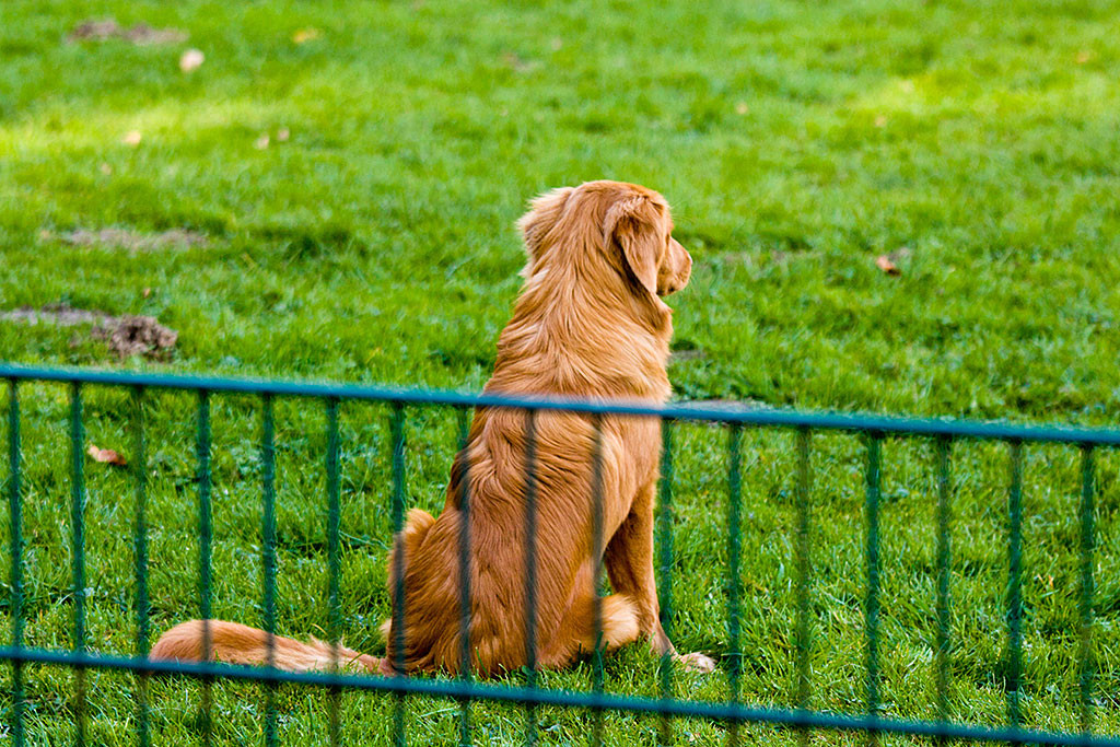 Edison übt den Rückruf Teil 1