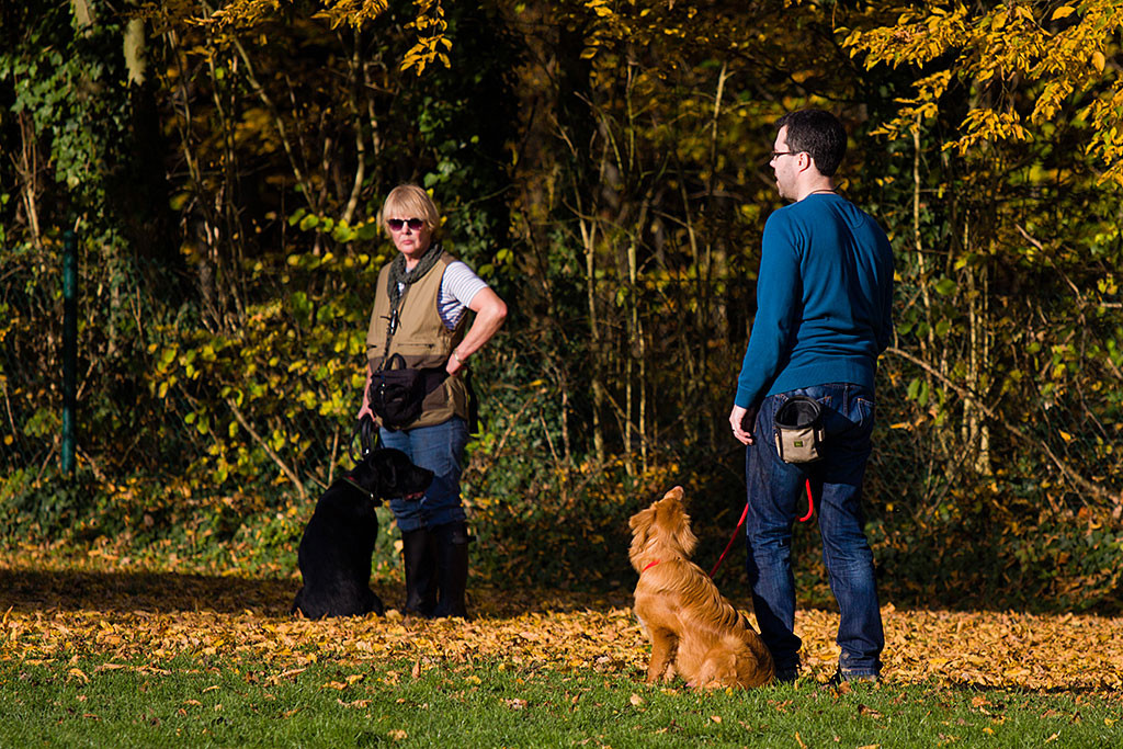 Edison übt mit Stephan das Bleiben Teil 5