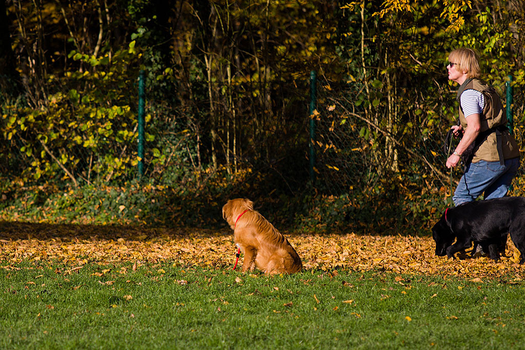 Edison übt mit Stephan das Bleiben Teil 3