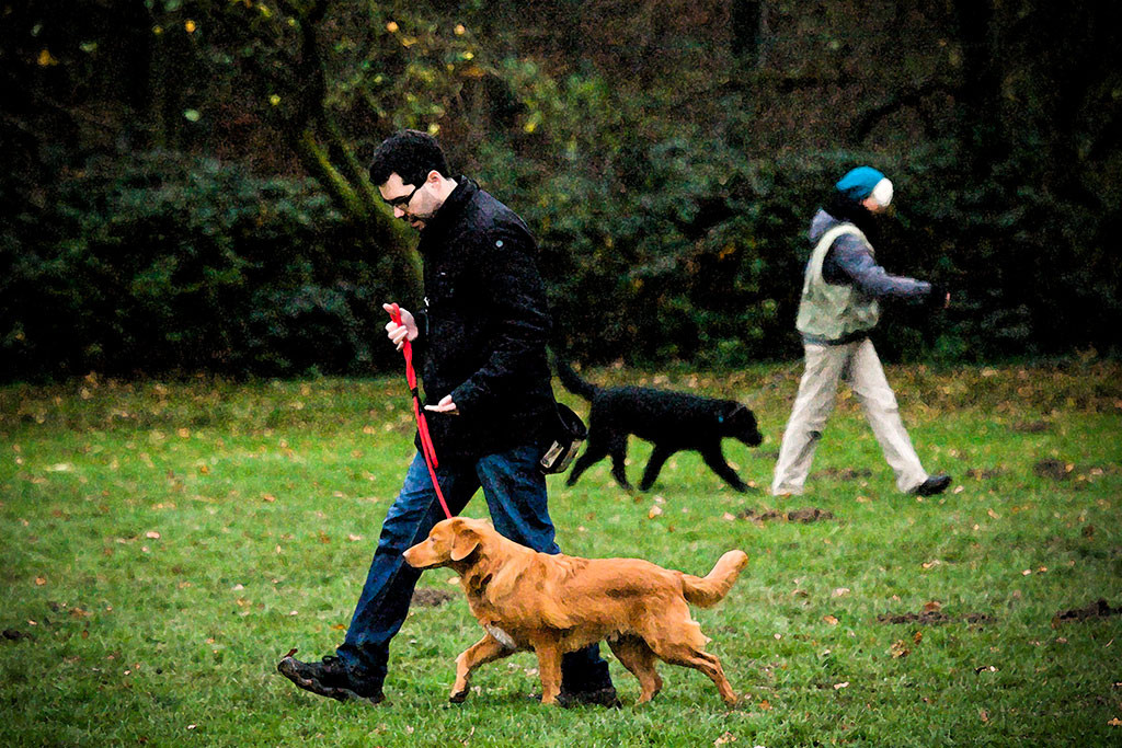 Edison läuft mit Stephan leinenführig