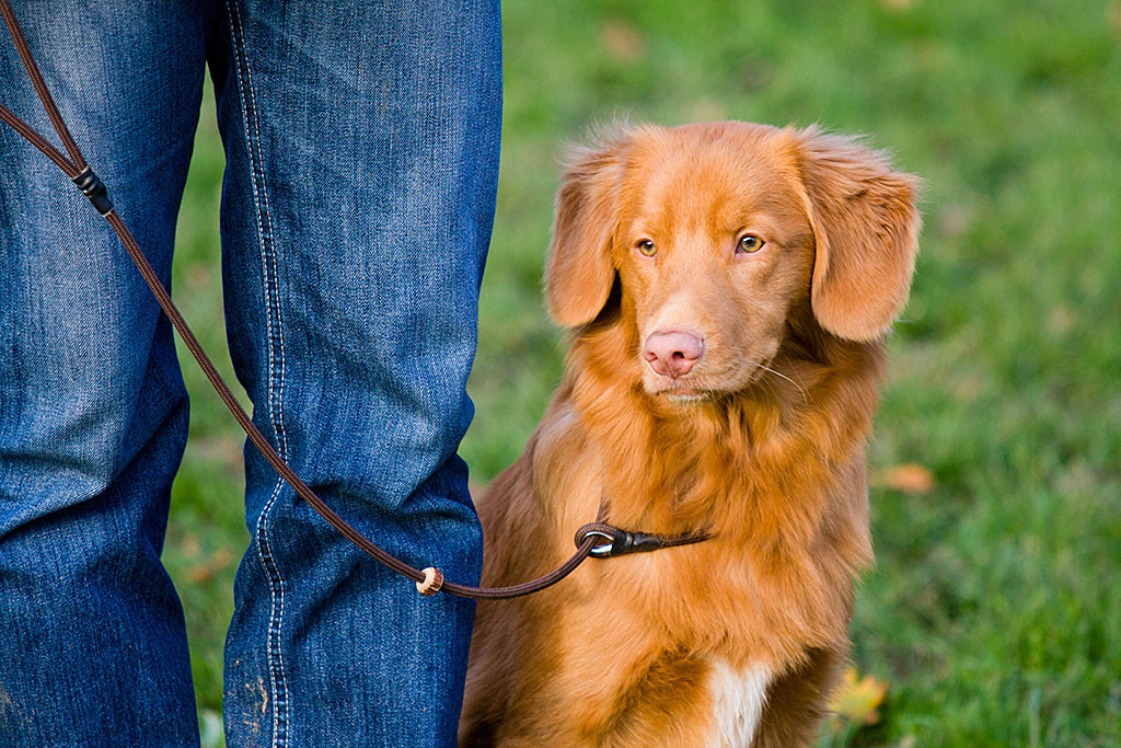 Edison wartet sitzend an Stephans Seite