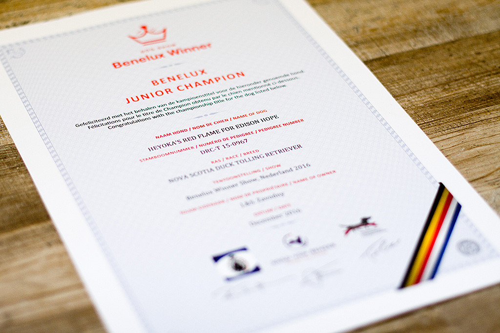 Edisons Urkunde zum Benelux Junior Champion