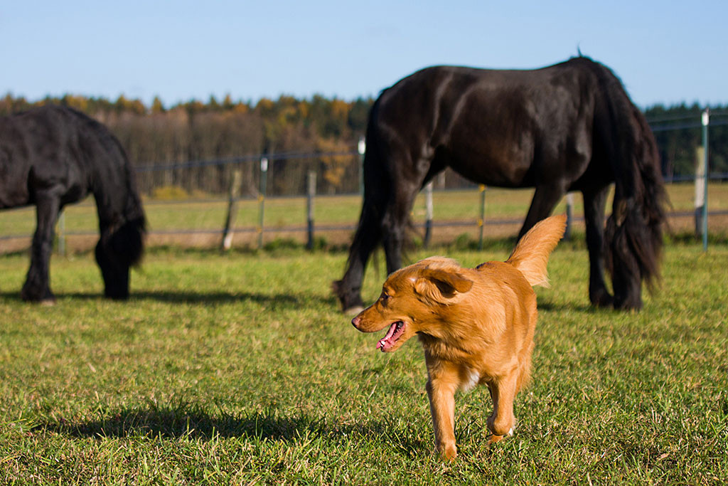 Edison läuft mit Blick nach Hinten von den Pferden weg