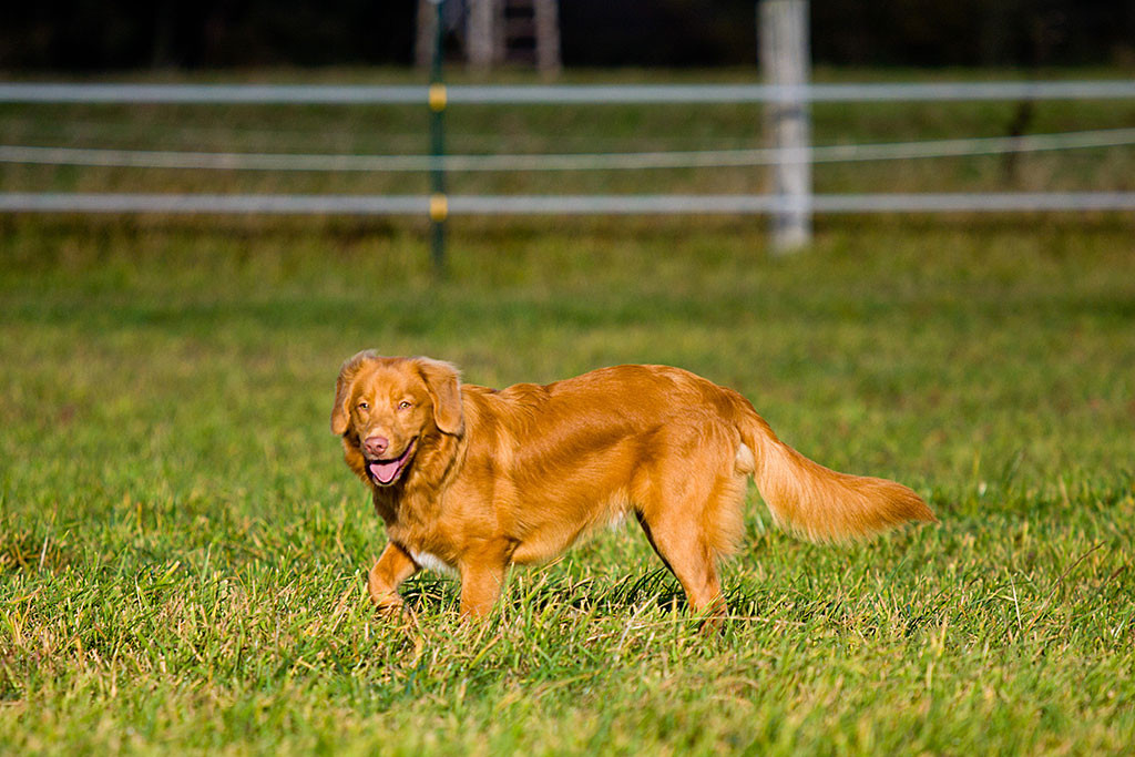 Edison flaniert auf der Pferdekoppel