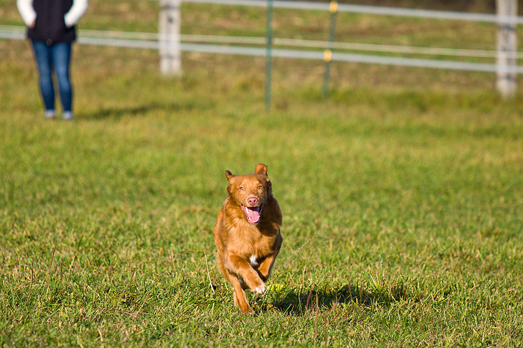 Edison sprintet nach dem Rückrufpfiff auf mich freudestrahlend zu