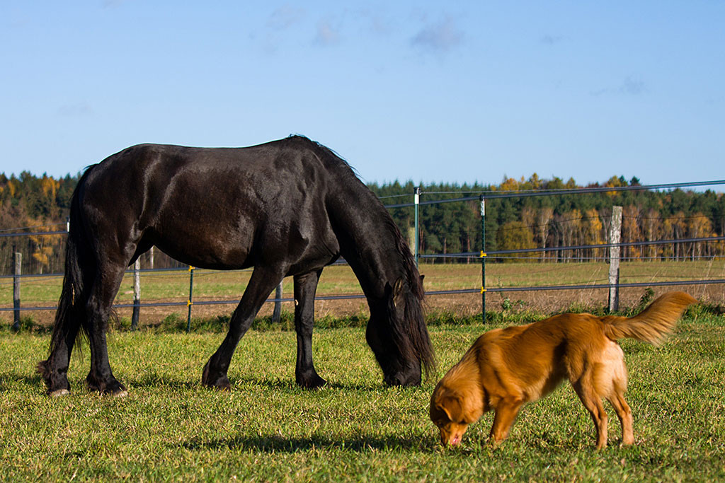 Edison und eines der Pferde grasen Kopf an Kopf