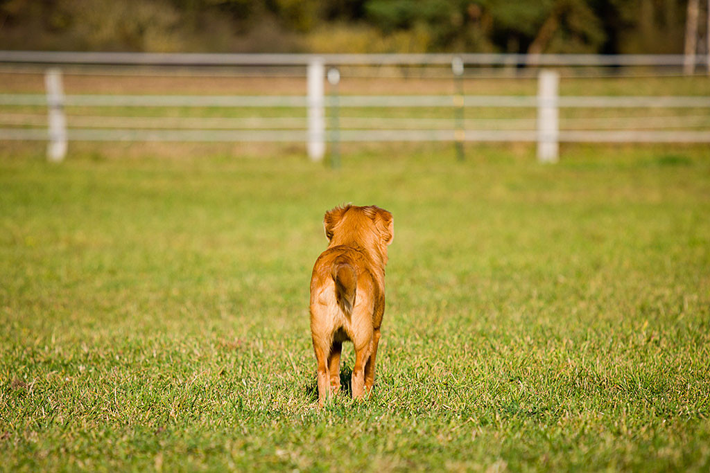 Edisons Blick schweift über die Weiten der Pferdekoppel