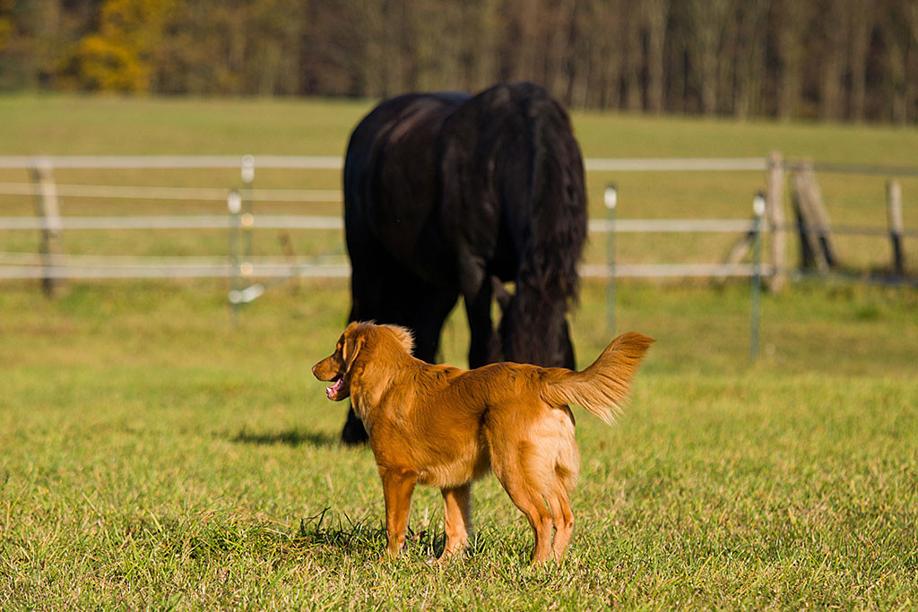 Edison steht vor einem grasenden Pferd auf der Pferdekoppel
