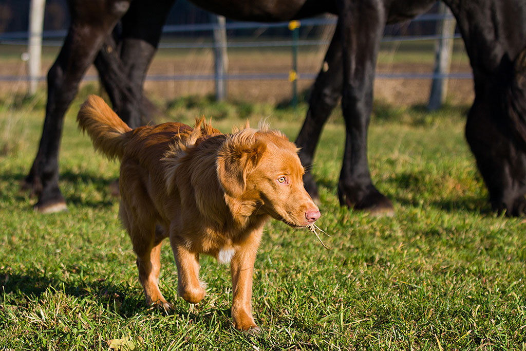 Edison zwischen Pderden mit Graus im Maul