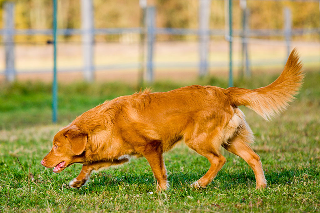 Edison mit erhobener Rute von der Seite