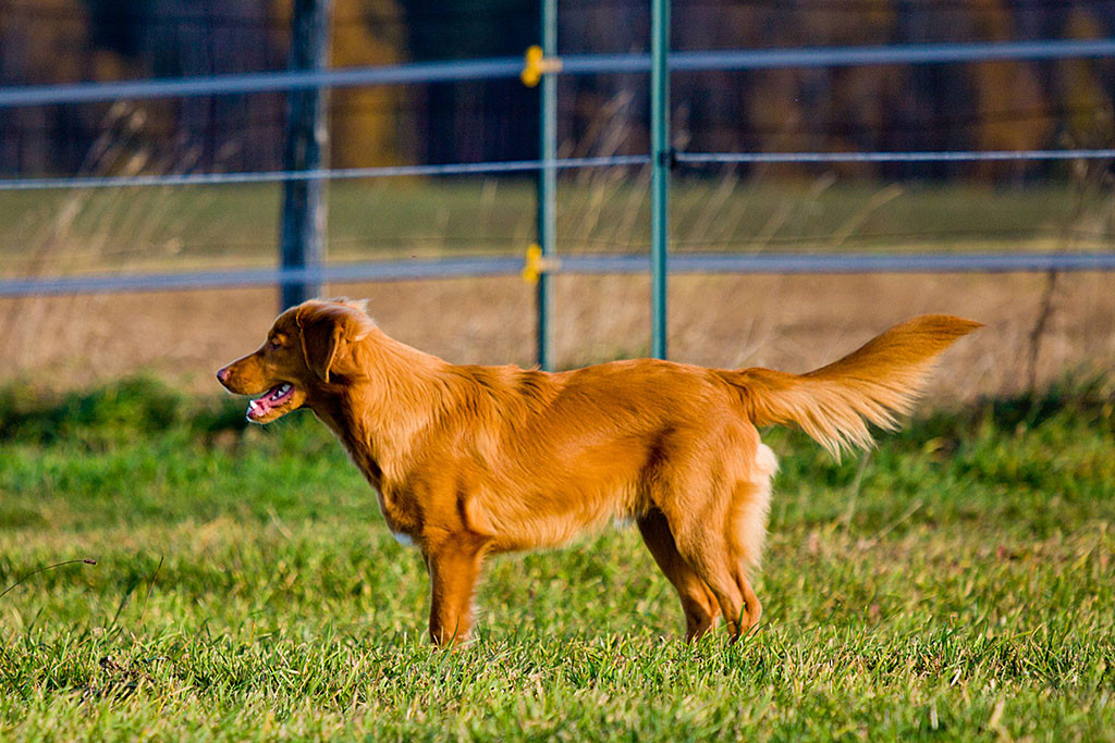 Edison von der Seite stolz mit geöffneten Maul