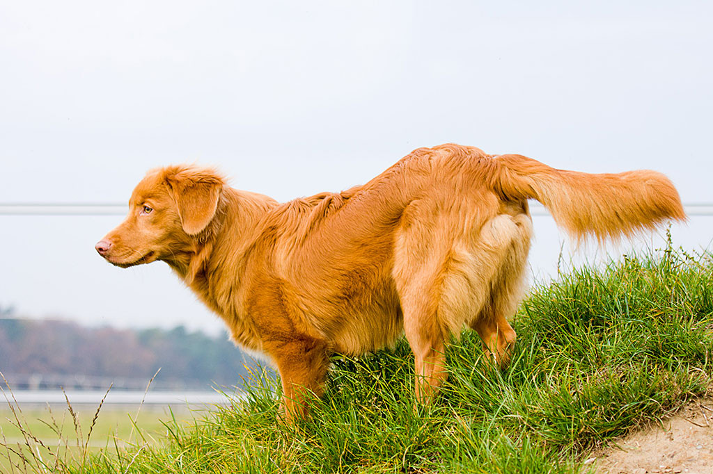 Edison inspeziert die Gegend auf einem Hügel
