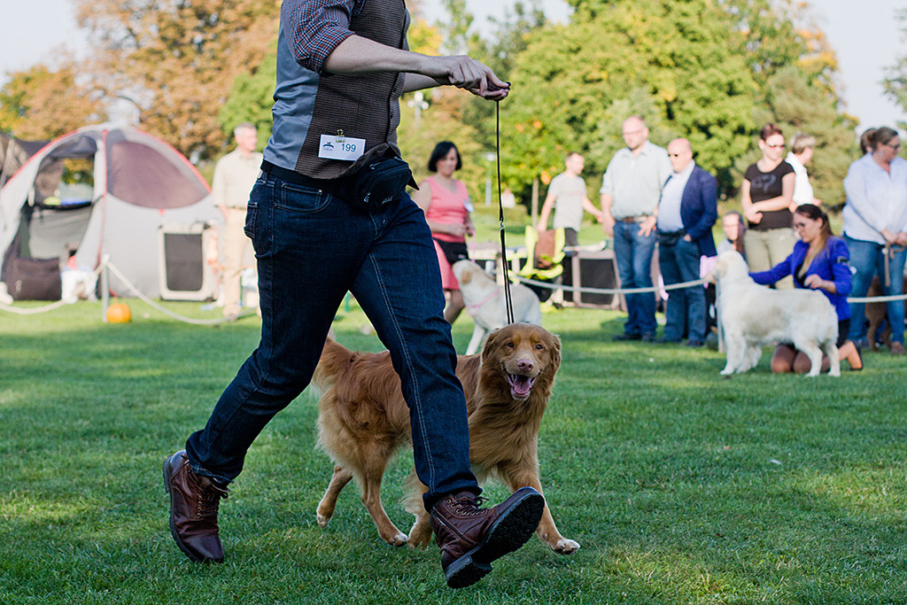 Edison läuft geführt von Stephan durch den Ehrenring und schaut dabei in die Kamera