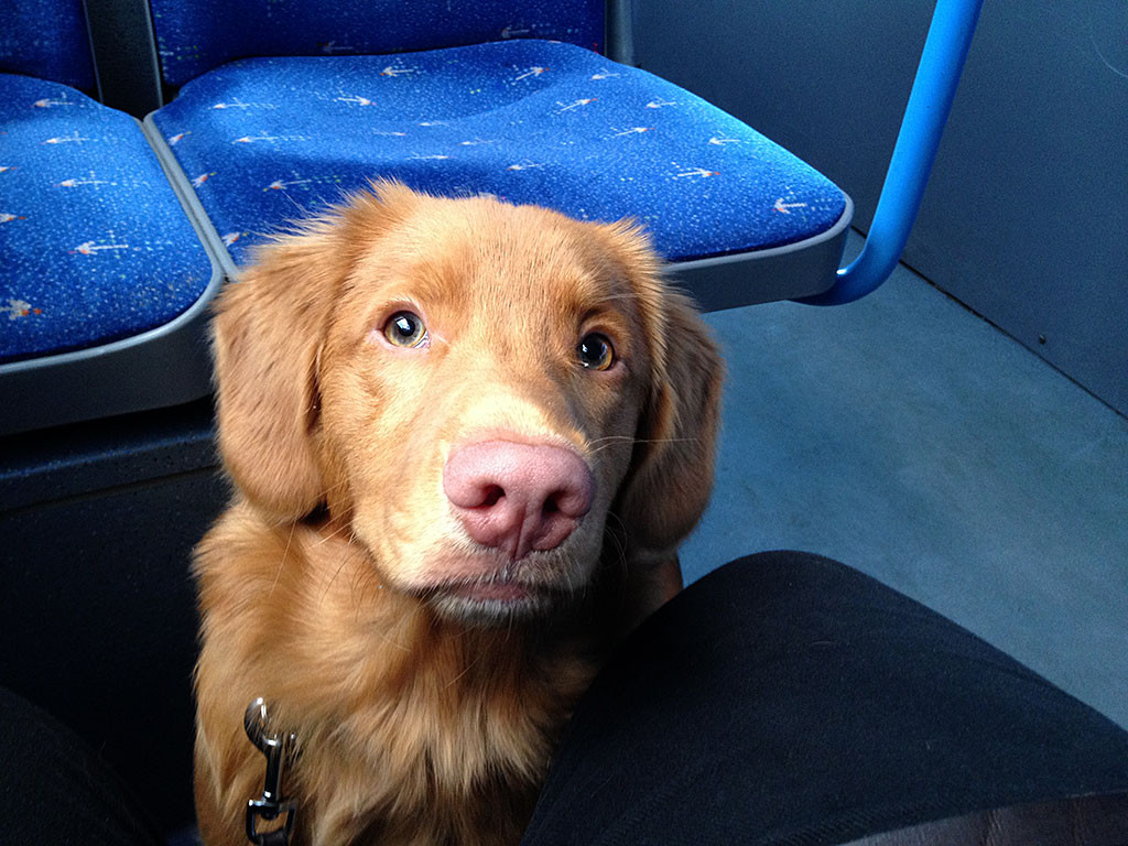 Edison sitzt im Bus vor Julias Füßen