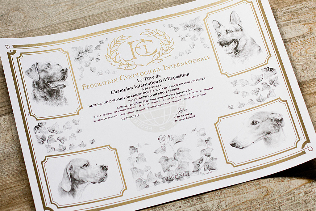 Edisons Urkunde zum Internationalen Ausstellungschampion