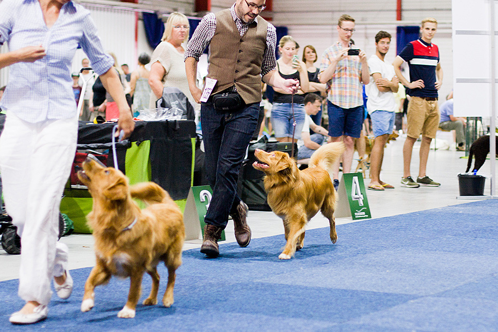 Edison und »Xciting Fellow vom Lech-Toller Nest« laufen ums CACIB