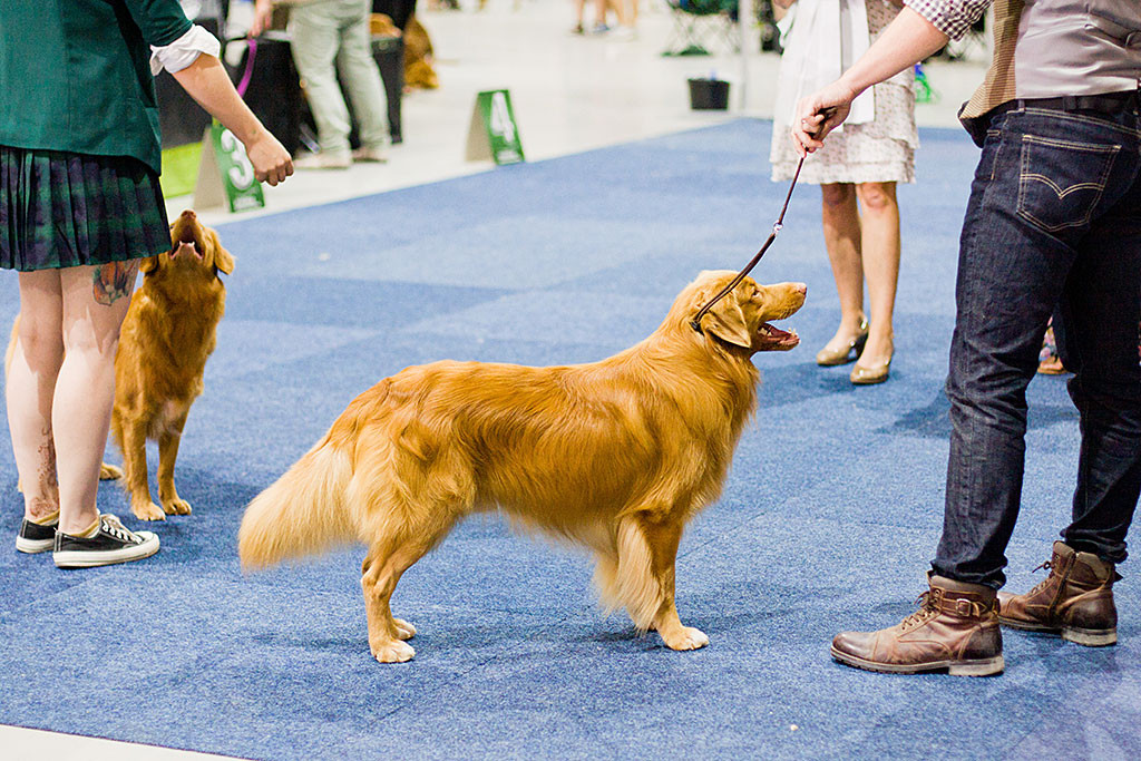 Edison und »Odakotah Ancailín« stehen beim letzten Vergleich vor der Richterin