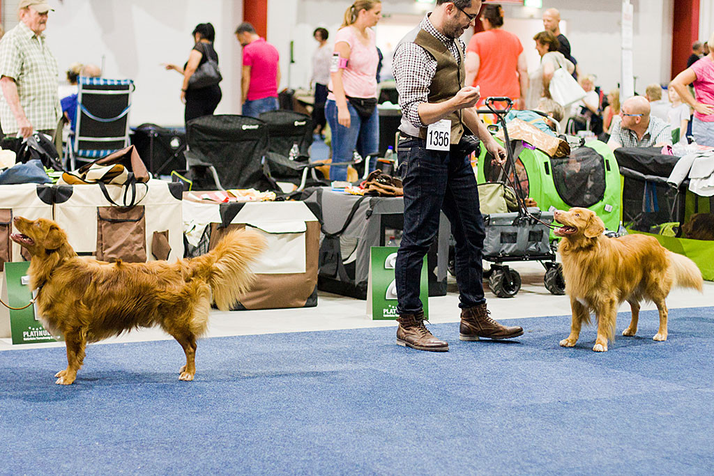 Edison und »Celio of Livery Dayliva’s Angels« stehen im Ring bei der Wahl um den Rassebesten