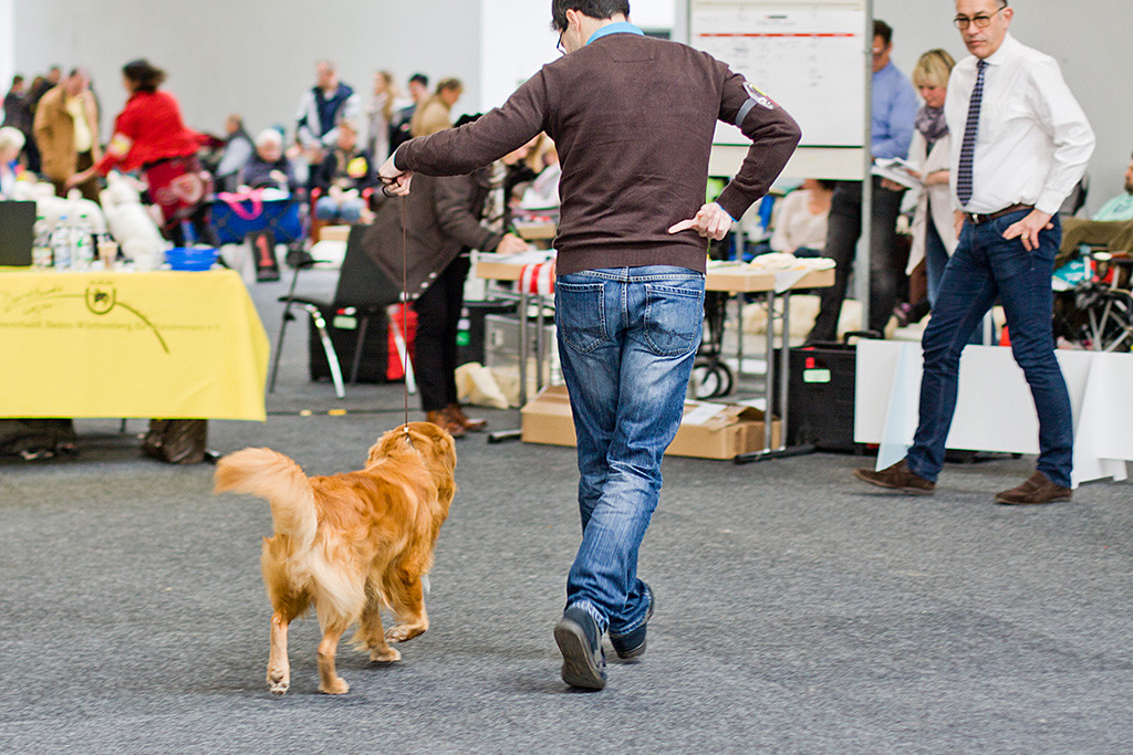 Edison läuft geführt von Stephan auf den Richter zu, der sich das genau anschaut