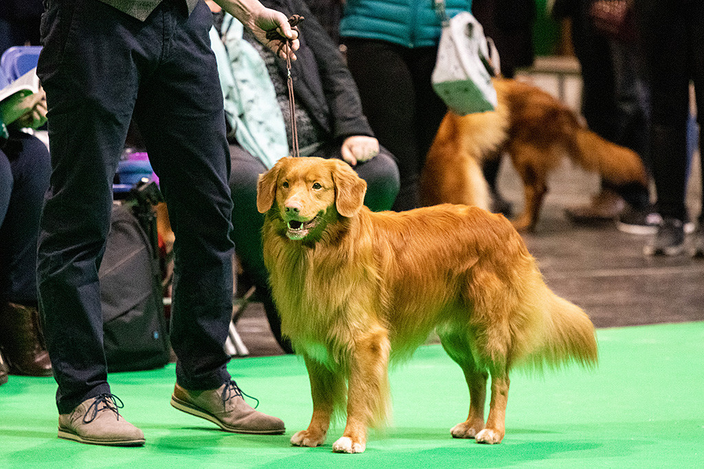 Edison lächelt zufrieden im Ring