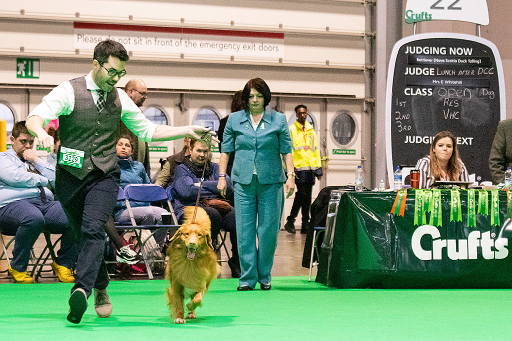 Edison läuft an der Seite von Stephan auf der Geraden von der Richterin weg, die sich sein Gangwerk anschaut