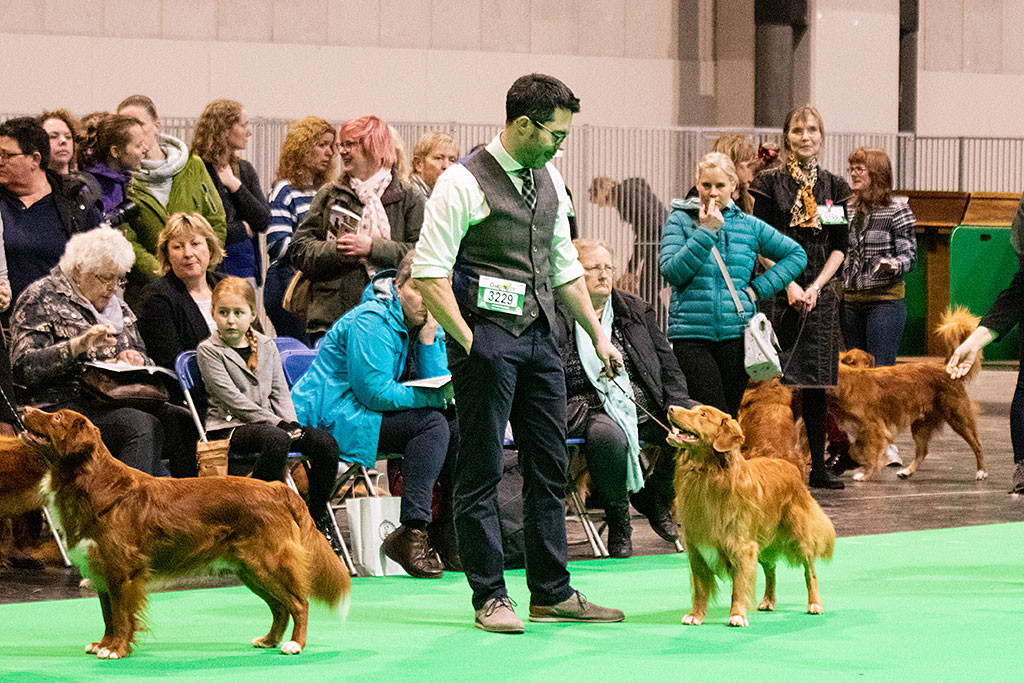 Edison steht in der Shortlist neben dem BOB-Rüden aus dem letzten Jahr im Ring
