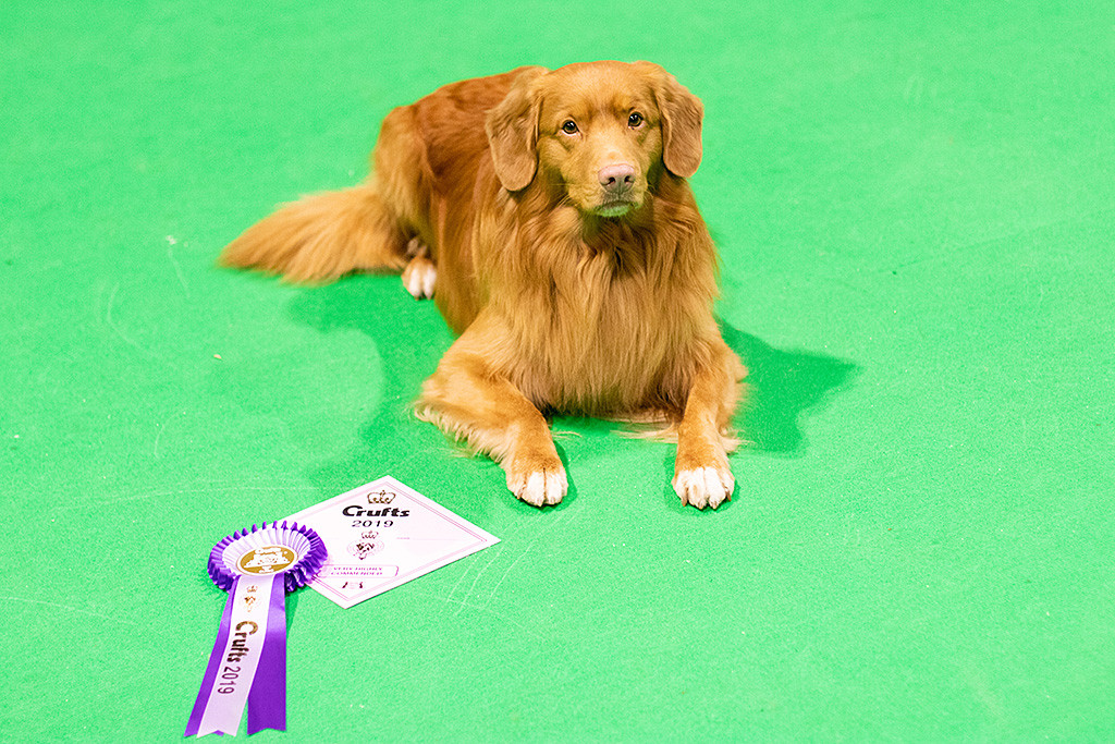 Edison liegt auf dem Ringboden zusammen mit seiner Urkunde und Rosette