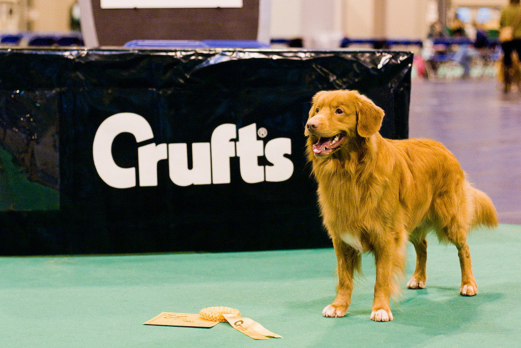 Edison steht vor dem Cruftsschriftzug im Ring mit seiner Rosette und Urkunde für den dritten Platz