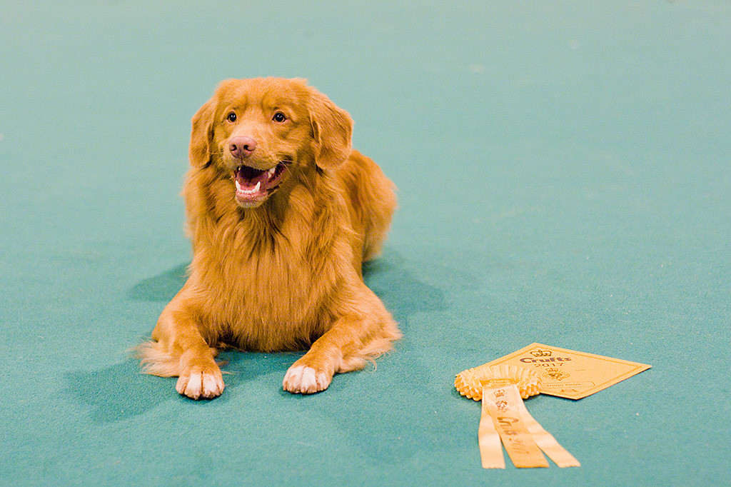 Edison liegt neben seiner Urkunde und Rosette im Ring