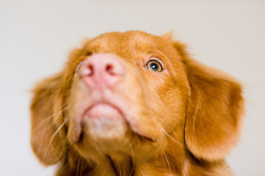 Edisons Kopf in Nahaufnahme während er nach oben schaut