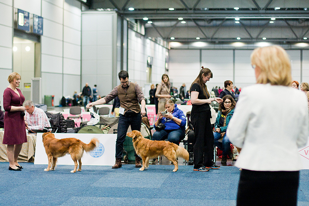 Edison steht an der Seite von Stephan in Mitten der anderen Championrüden während die Richterin sich alle nochmal anschaut