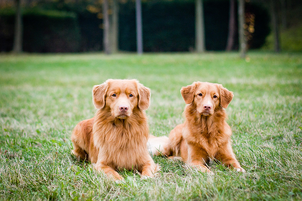 Edison liegt neben Ivalu, beide schauen geradeaus, Ivalus Kopf neigt sich dabei ein wenig zur Seite