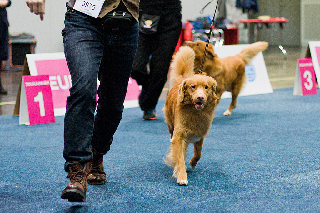 Edison läuft geführt von Stephan die erste Runde im Ring