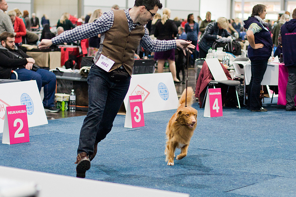 Edison läuft geführt von Stephan hochkonzentriert durch den Ring